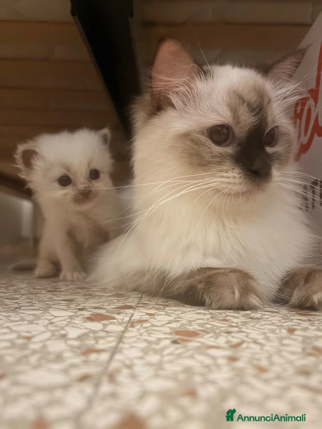 Ragdoll gatti in vendita: Cucciolo ragdoll blue mitted Bleach - Annuncio 1
