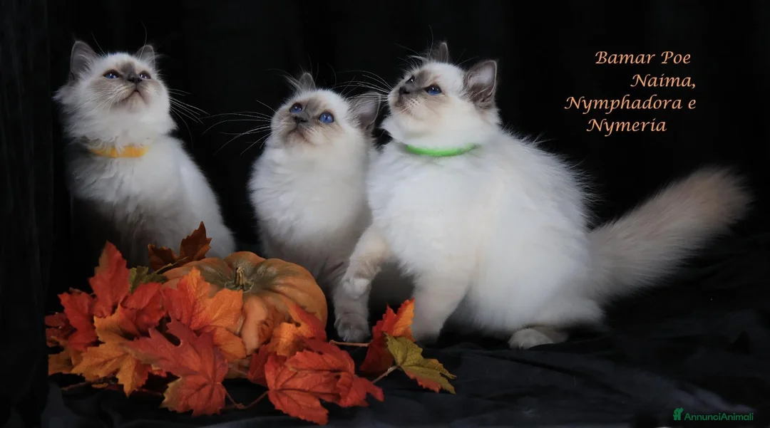 Sacro di Birmania gatti in vendita: Bamar Poe cattery  a Città metropolitana di Roma Capitale - Annuncio 1