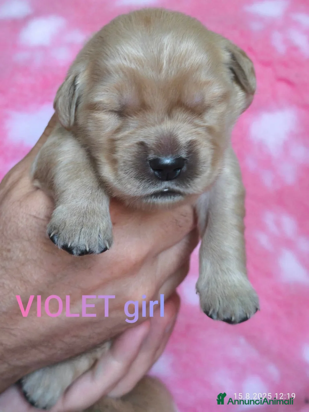 Golden Retriever cani in vendita: Cucciolata 100% americana  - Annuncio 22