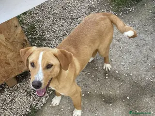 Meticcio cani TENERO CUCCIOLONE : OLIVER a Città metropolitana di Milano - Annuncio 18