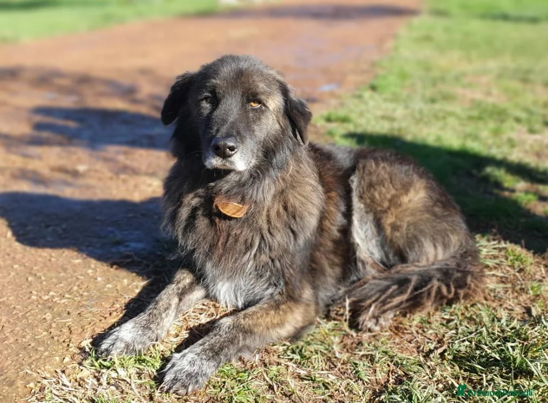 Meticcio cani in regalo: Birba,orsacchiotto,travestito da cane! - Annuncio 2