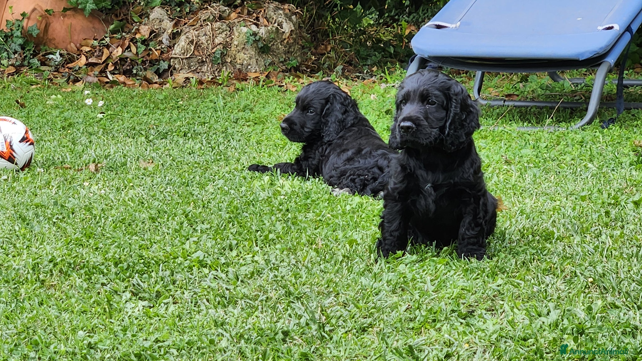 Cocker cani in vendita: Cuccioli di Cocker - Annuncio 6