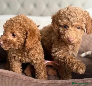 Barboncino Toy cani Splendidi Cuccioli Di Barboncino Toy - Annuncio 4