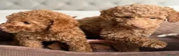 Barboncino Toy cani in vendita: Splendidi Cuccioli Di Barboncino Toy a Provincia di Viterbo - Annuncio 1
