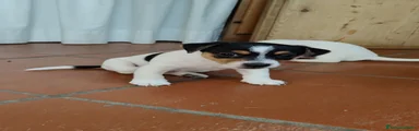 Jack Russell 2