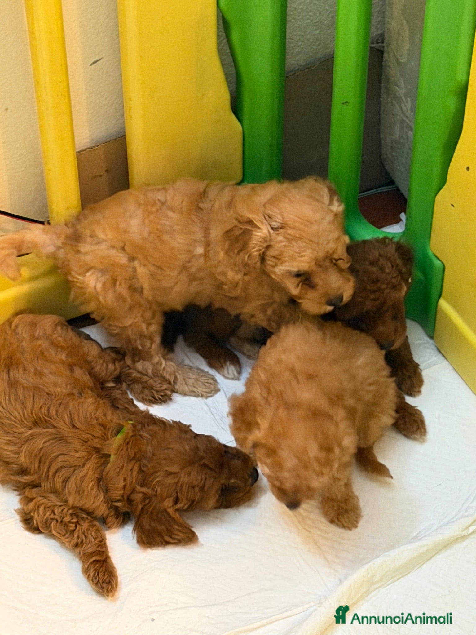 Barboncino cani Cuccioli di barboncino - Annuncio 9