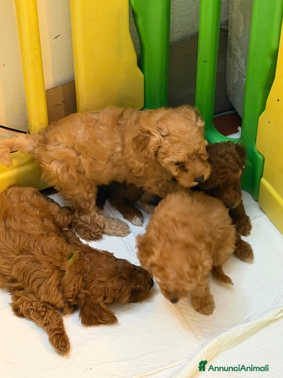 Barboncino cani in vendita: Cuccioli di barboncino a Provincia di Varese - Annuncio 1