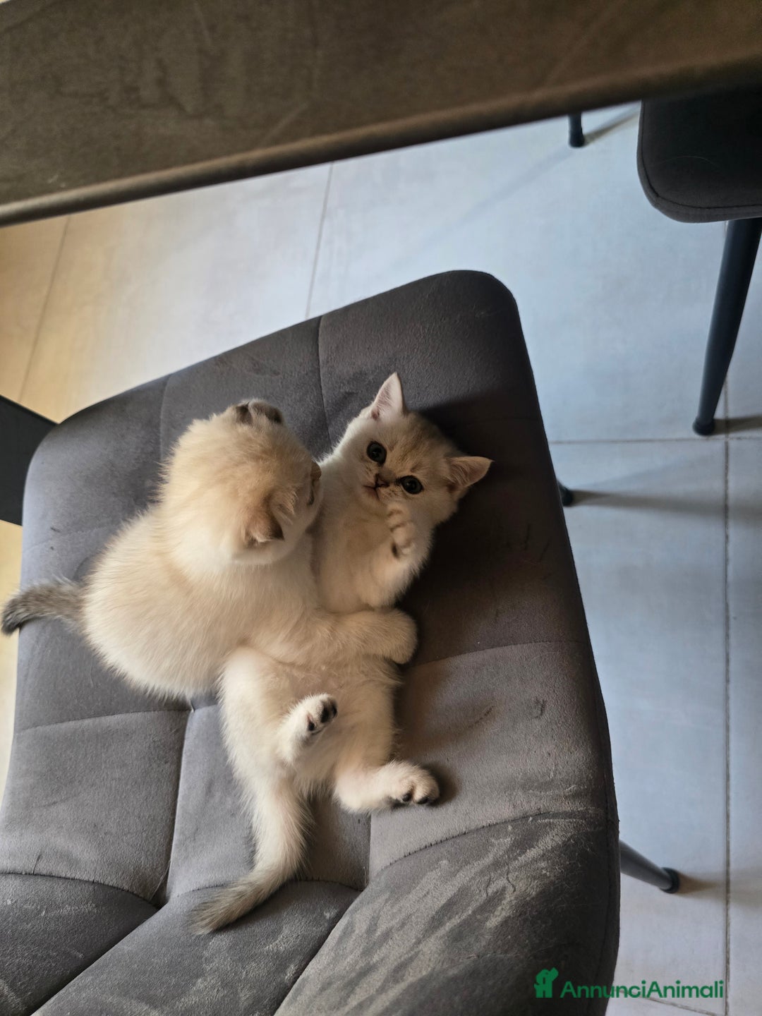 Scottish gatti in vendita: Dolcissimo scottish fold e straight  a Provincia di Brescia - Immagine 9
