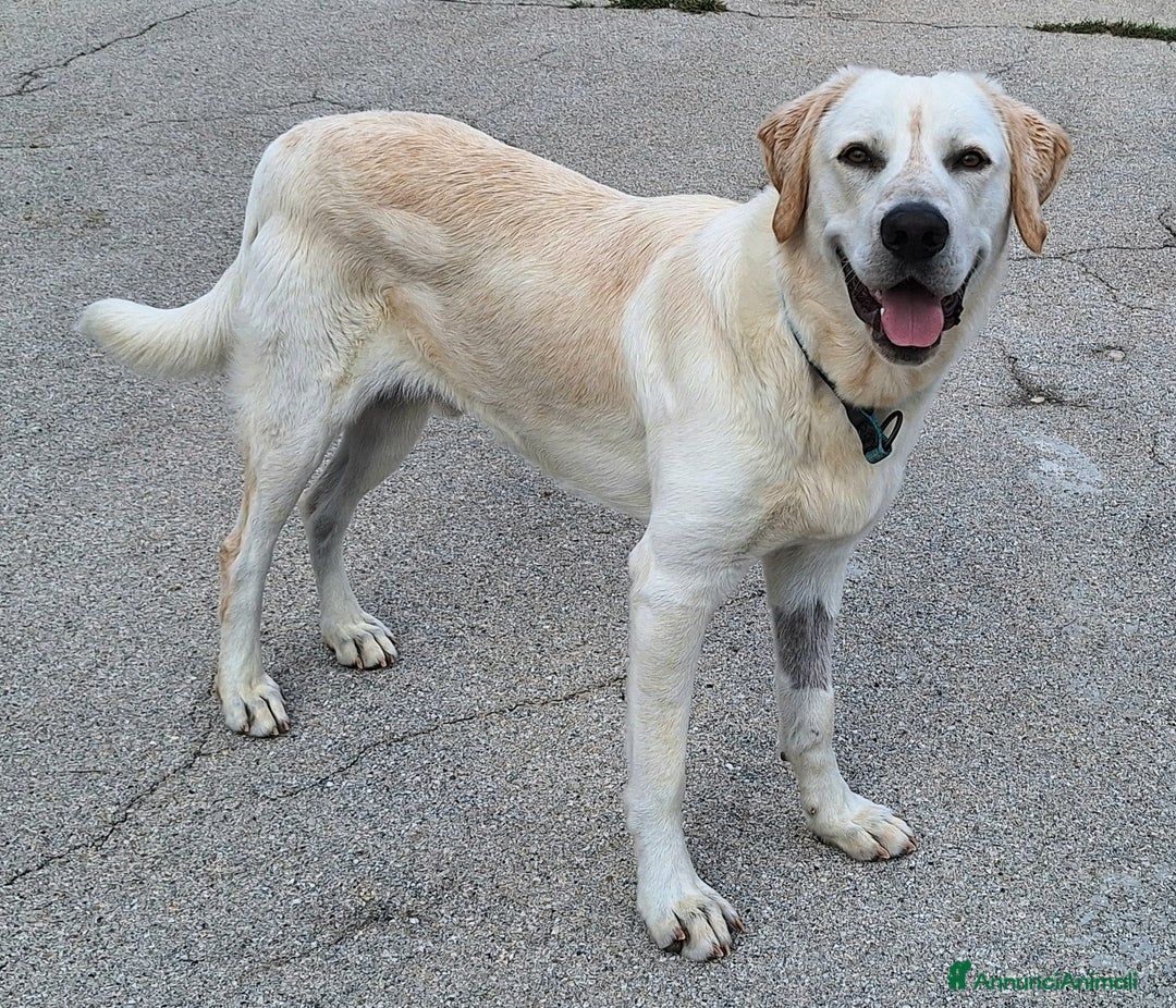 Meticcio cani in regalo: Cooper 11 mesi mix labrador  - Annuncio 2
