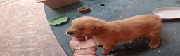 Golden Retriever cani in vendita: Cuccioli di golden retriver  a Città Metropolitana di Napoli - Annuncio 9