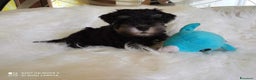 Mini Schnauzer cani in vendita: Cuccioli Schnauzer Nano Nero Argento a Province of Varese - Annuncio 4