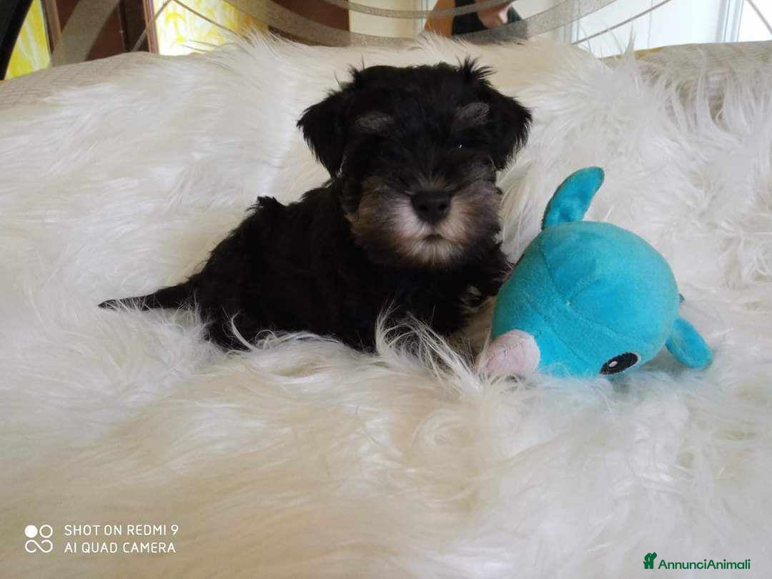 Mini Schnauzer cani in vendita: Cuccioli Schnauzer Nano Nero Argento a Province of Varese - Annuncio 4
