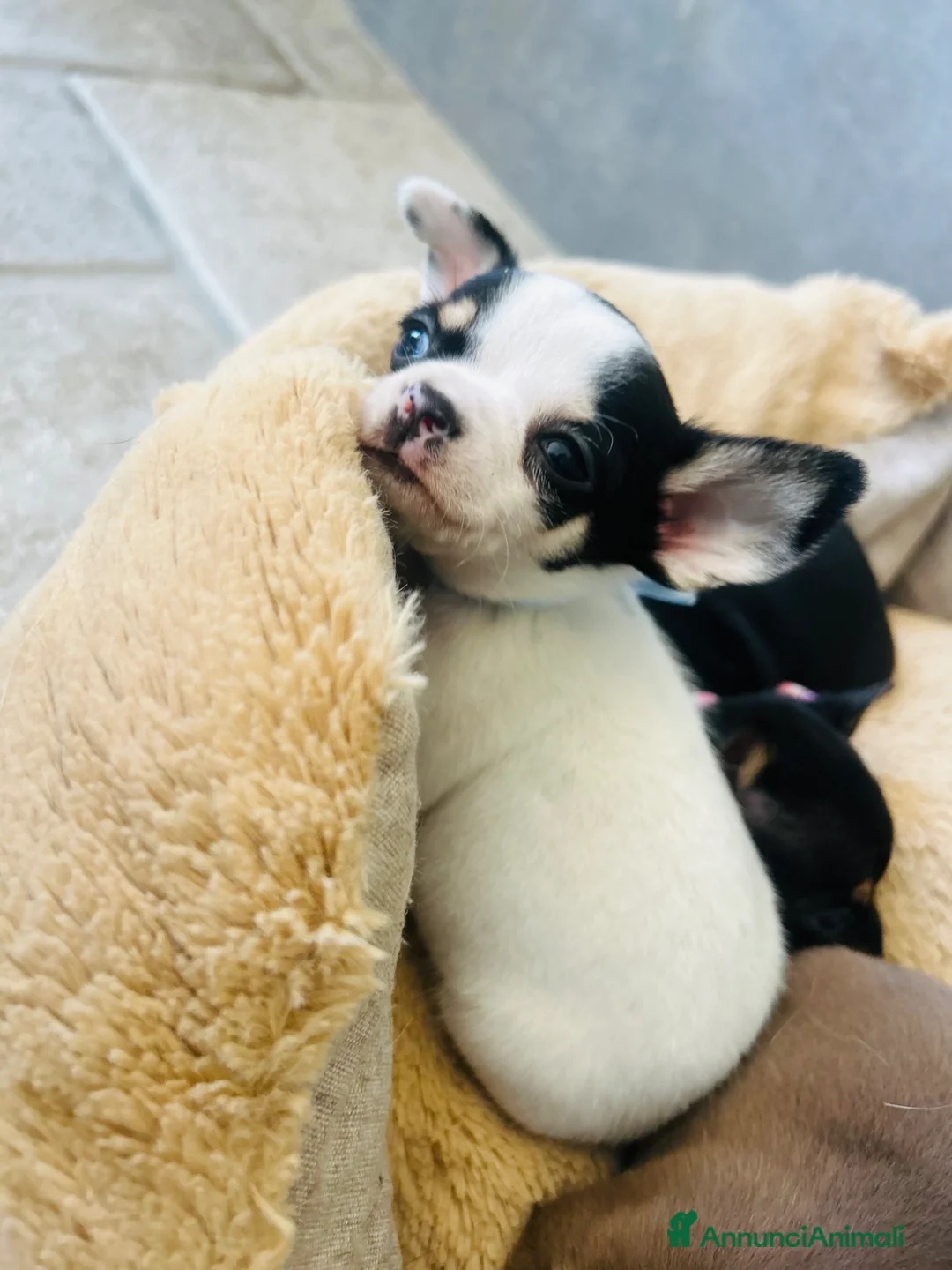 Chihuahua cani in vendita: piccoli chihuahua toy  - Annuncio 2