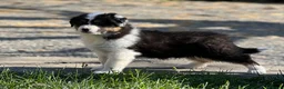 Australian Shepherd cani in vendita: Vendesi cuccioli di pastore australiano  - Annuncio 2