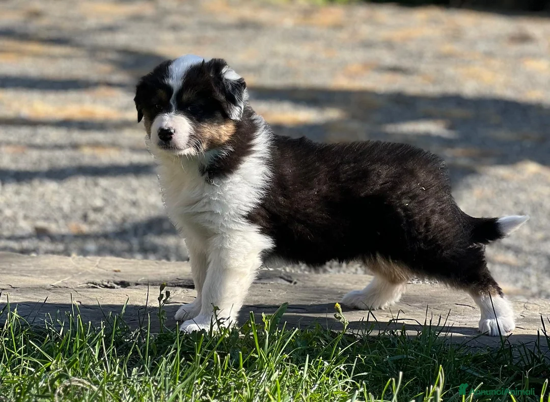 Australian Shepherd cani in vendita: Vendesi cuccioli di pastore australiano  - Annuncio 2