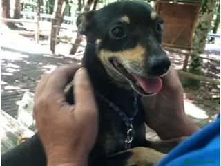 Pinscher Miniatura cani Pinscher 6anni condannato in recinto.SOS FOGGIA a Città Metropolitana di Milano - Annuncio 1