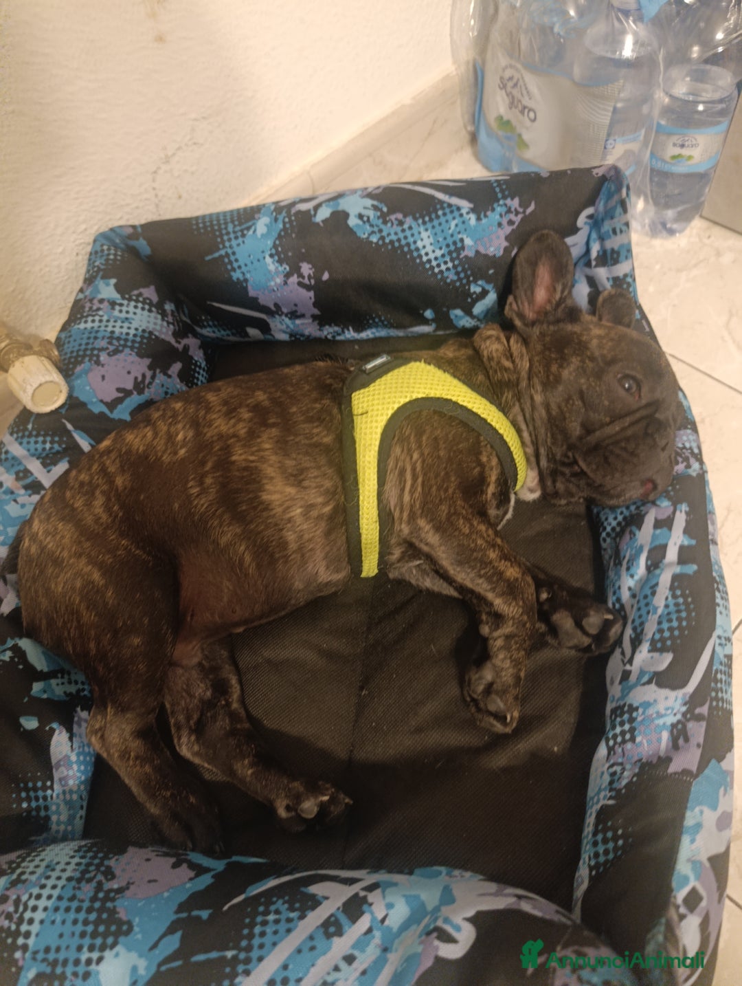 Bulldog Francese cani in vendita: Bulldog francese maschio  - Immagine 11