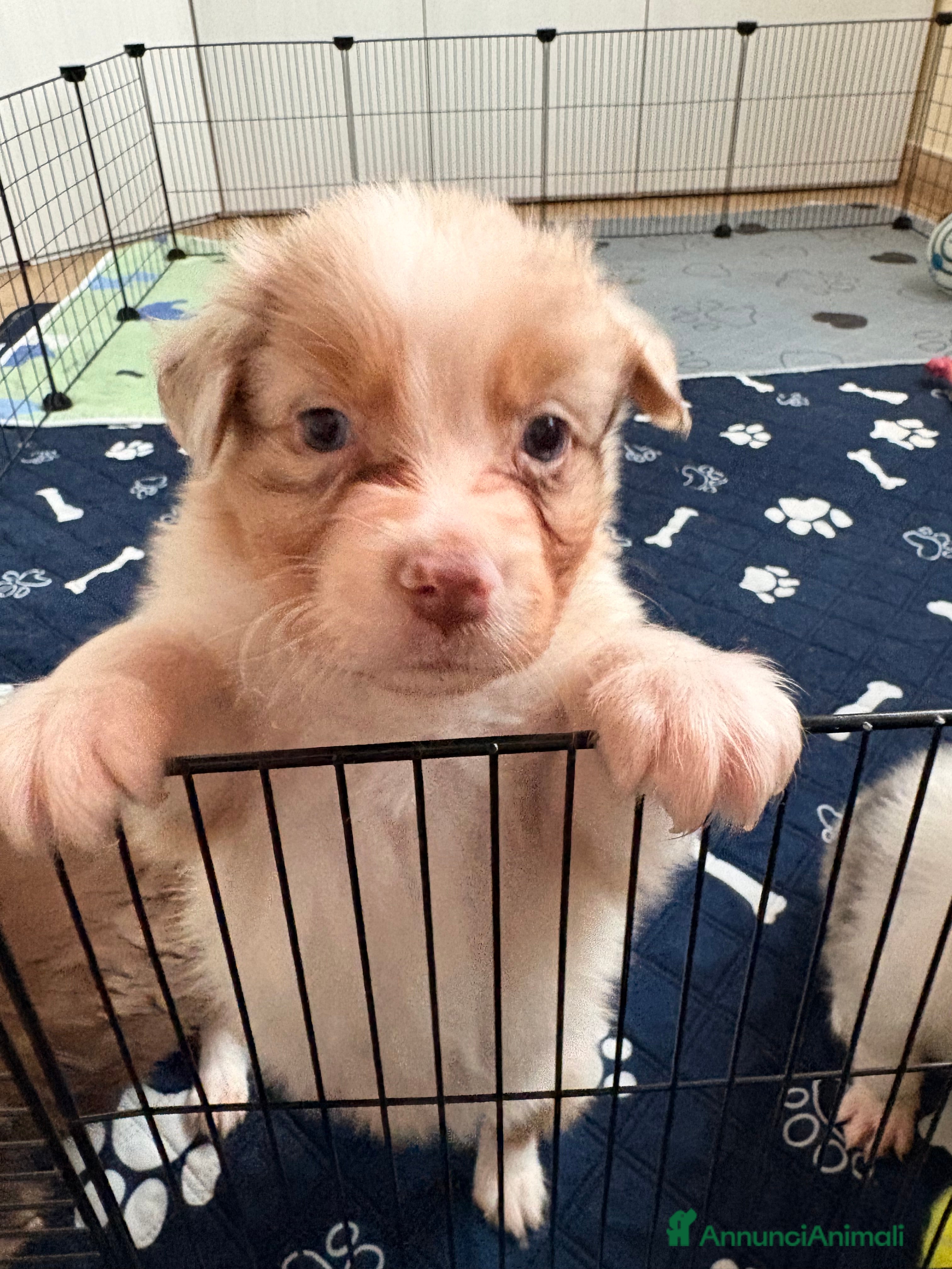 Australian Shepherd cani Backy ultimo maschietto disponibile  - Annuncio 2