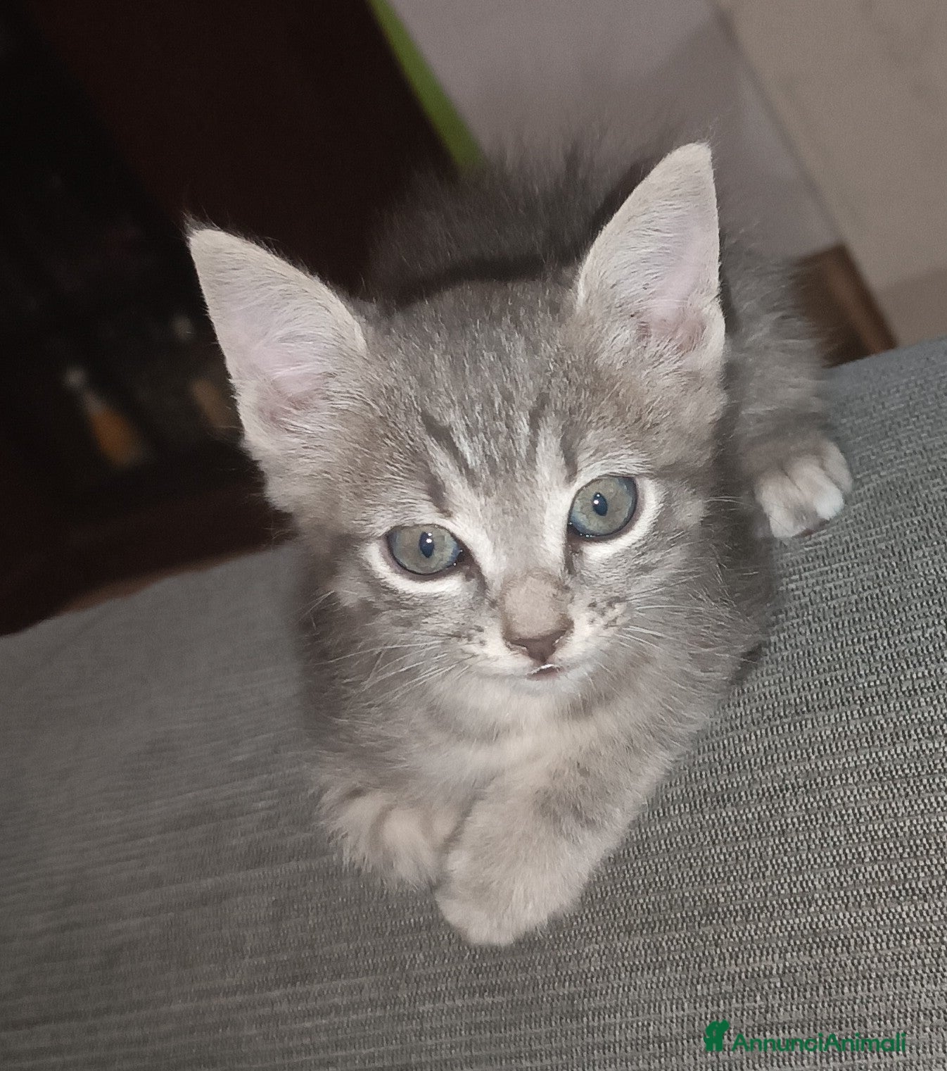 Altre razze gatti Gattino (Padre Certosino) - Annuncio 1