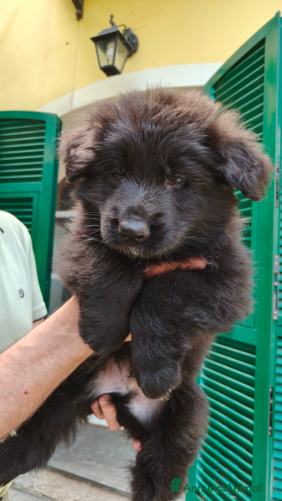 Pastore Tedesco cani Cuccioli Pastore Tedesco Pelo Lungo  - Annuncio 10