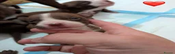 Pitbull cani in vendita: Cuccioli pitbull - Annuncio 15