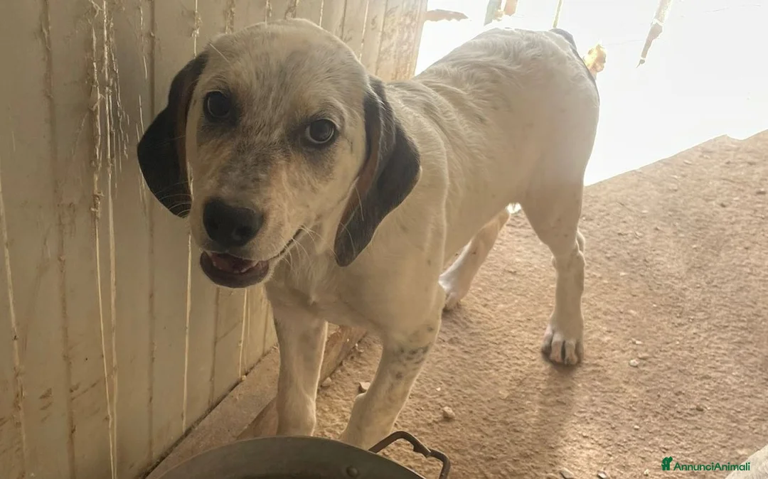 Meticcio cani in regalo: LA TENERA SIRYA - Annuncio 2