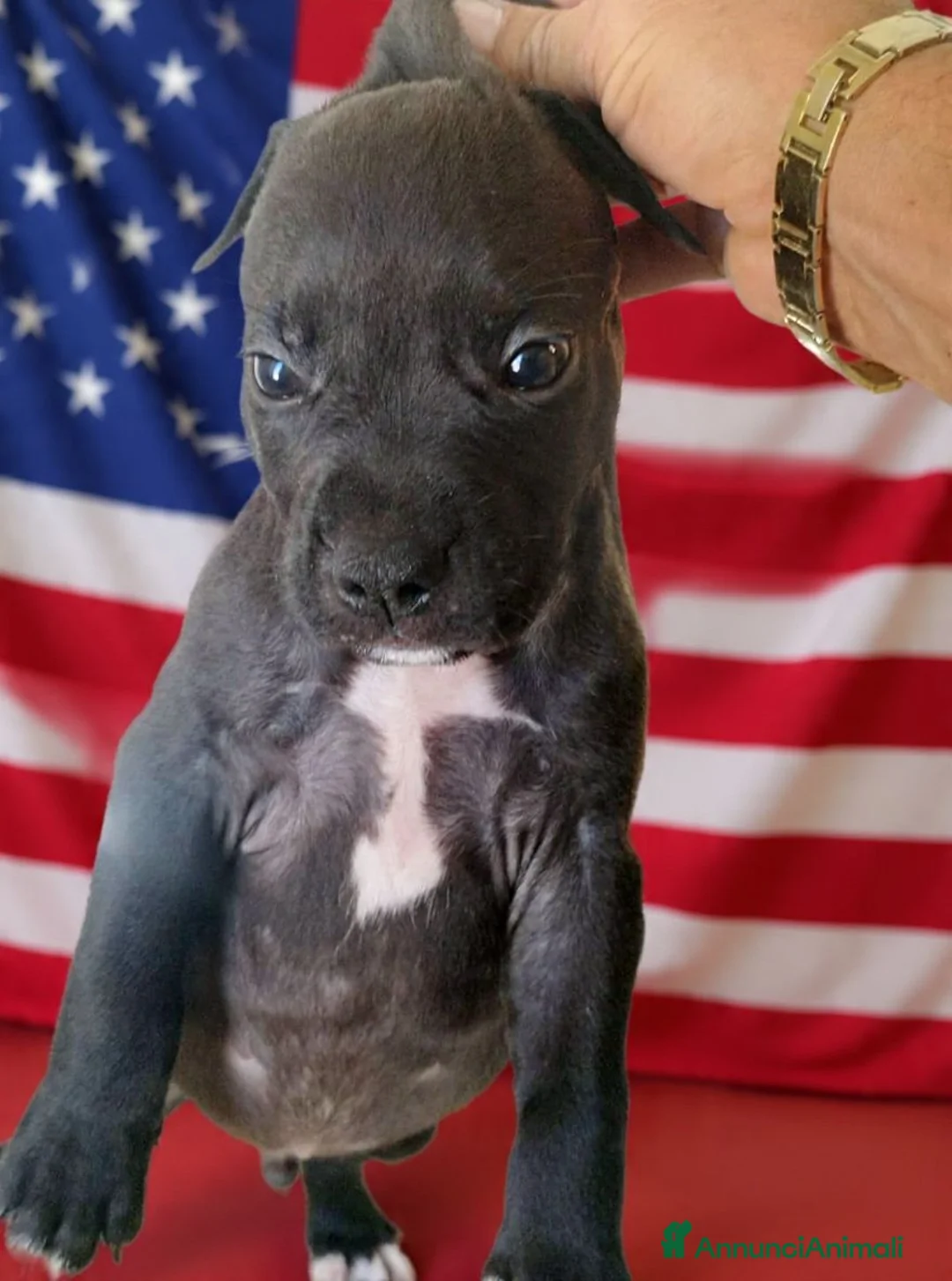 Pitbull cani in vendita: Pitbull - Annuncio 6