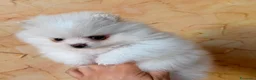Volpino Pomerania cani in vendita: Cuccioli di Pomerania nano  - Annuncio 32