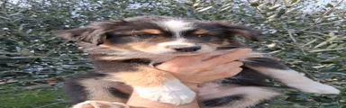 Australian Shepherd Cucciolo 1