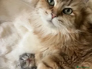 Siberiano gatti Cuccioli di gatto siberiano - Annuncio 2