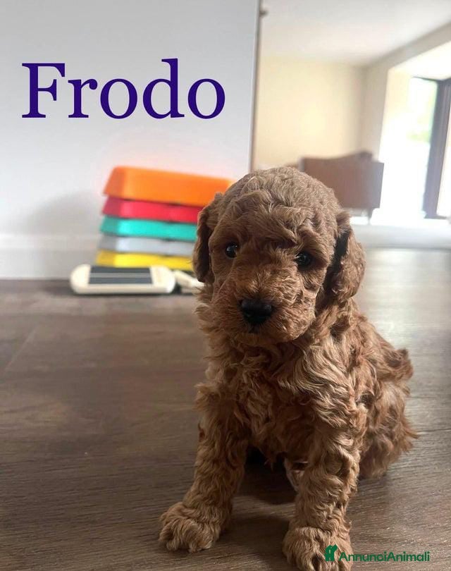 Barboncino Toy cani Tre adorabili barboncini toy - Annuncio 2