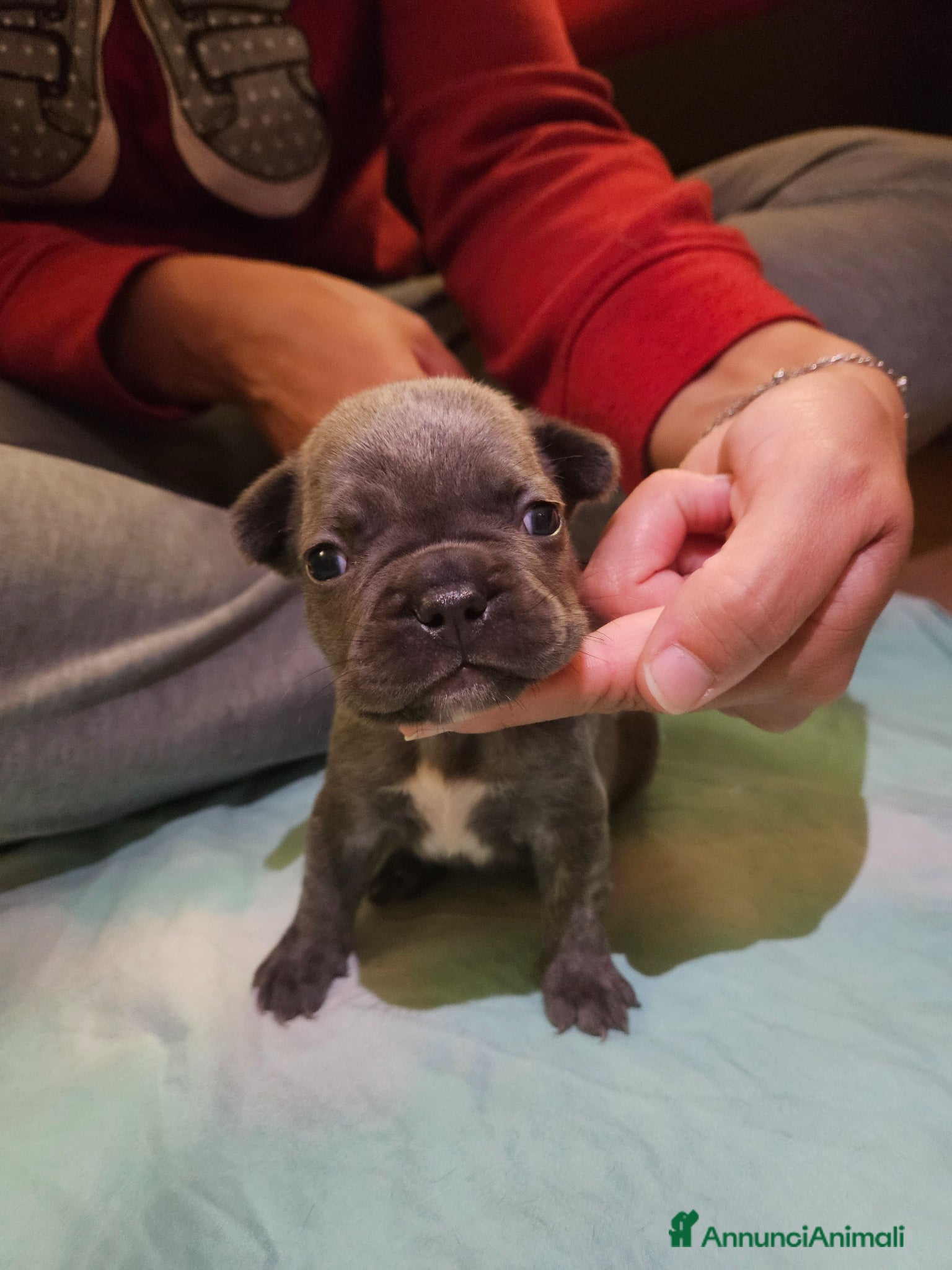 Bulldog Francese cani in vendita: Cuccioli bulldog francese fluffy - Annuncio 12
