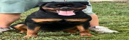 Rottweiler cani in vendita: Cucciola di rottweiler - Annuncio 4