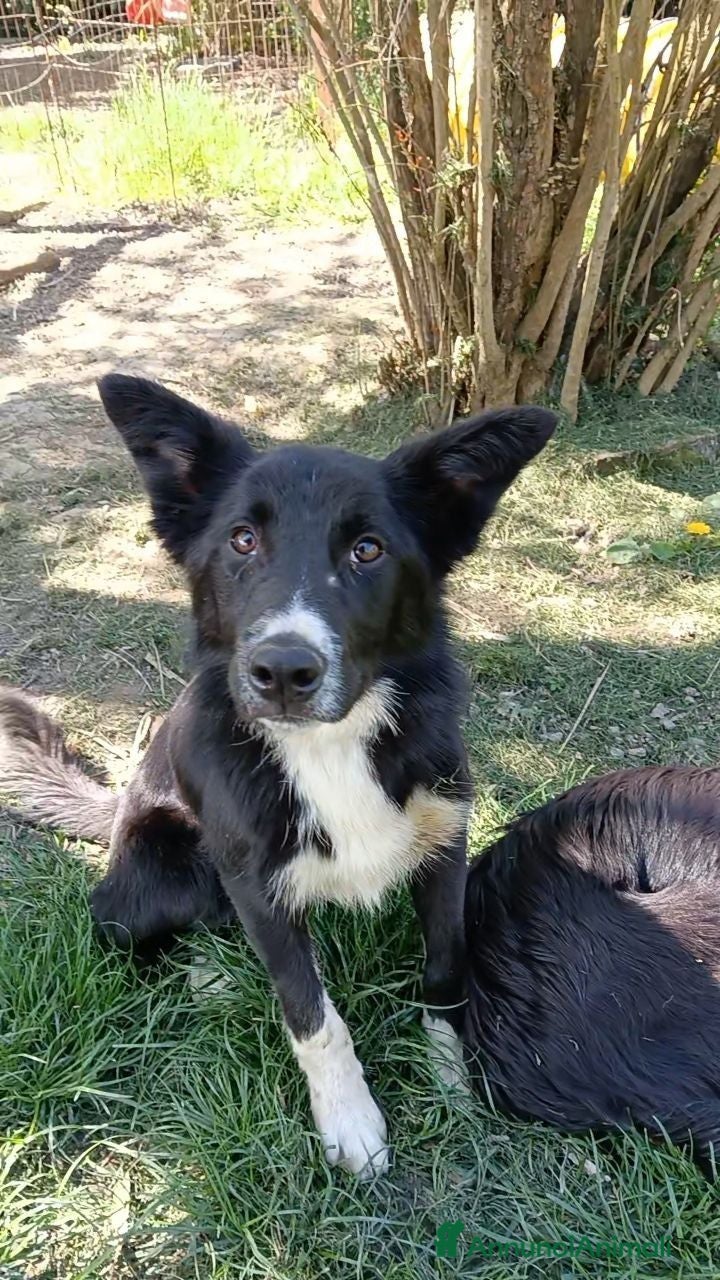Border Collie cani Joke border collie un anno con pedigree  - Annuncio 4