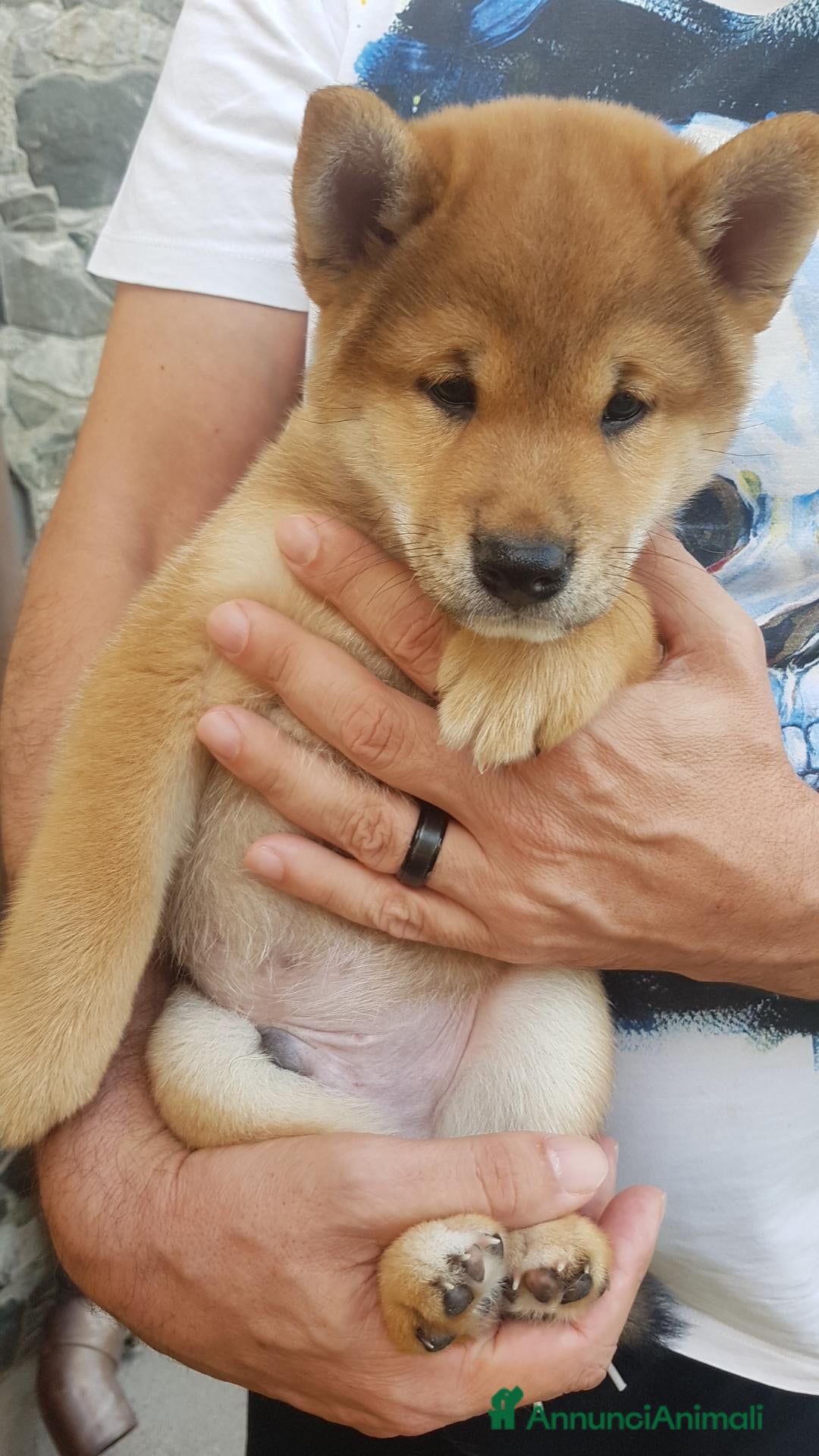 Shiba Inu cani Shiba inu pedigree Enci  - Annuncio 2