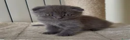 Scottish gatti in vendita: Scottish fold e straight  - Annuncio 2