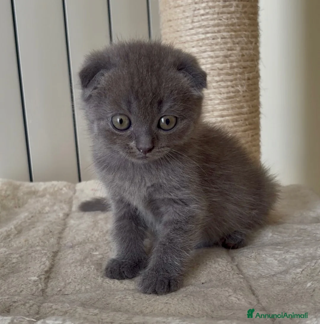Scottish gatti in vendita: Scottish fold e straight  - Annuncio 2