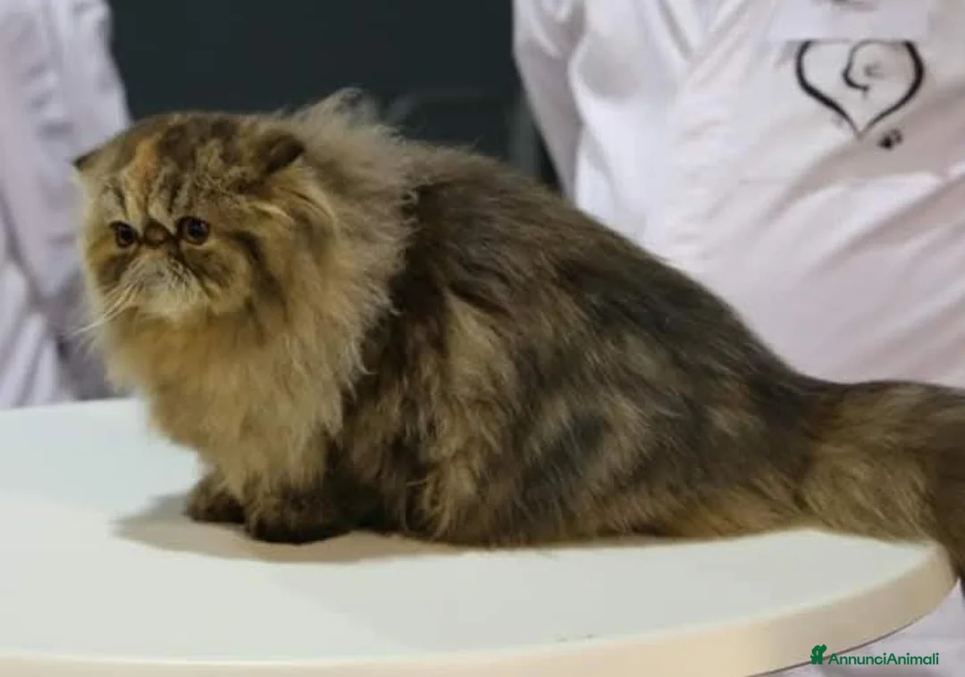 Persiano gatti in vendita: PERSIANA FEMMINA - Annuncio 2