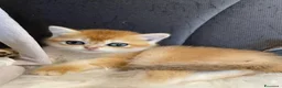 British gatti in vendita: Cuccioli British  - Annuncio 14