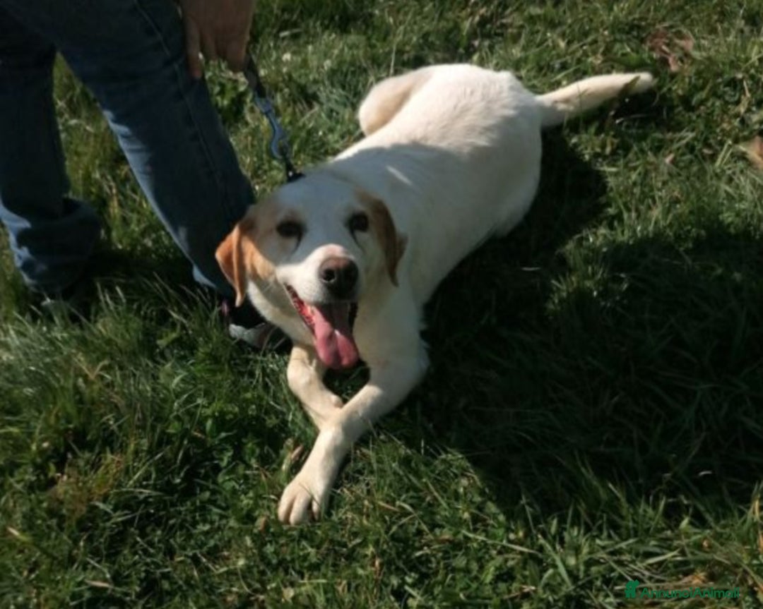 Meticcio cani in regalo: LALO, argento vivo misto a dolcezza  a Latina - Annuncio 1