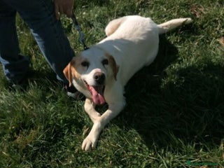 Meticcio cani LALO, argento vivo misto a dolcezza a Latina - Annuncio 8