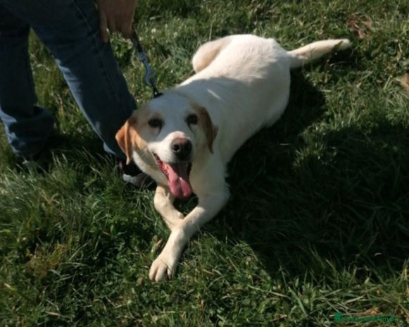 Meticcio cani a Latina - Annuncio 8