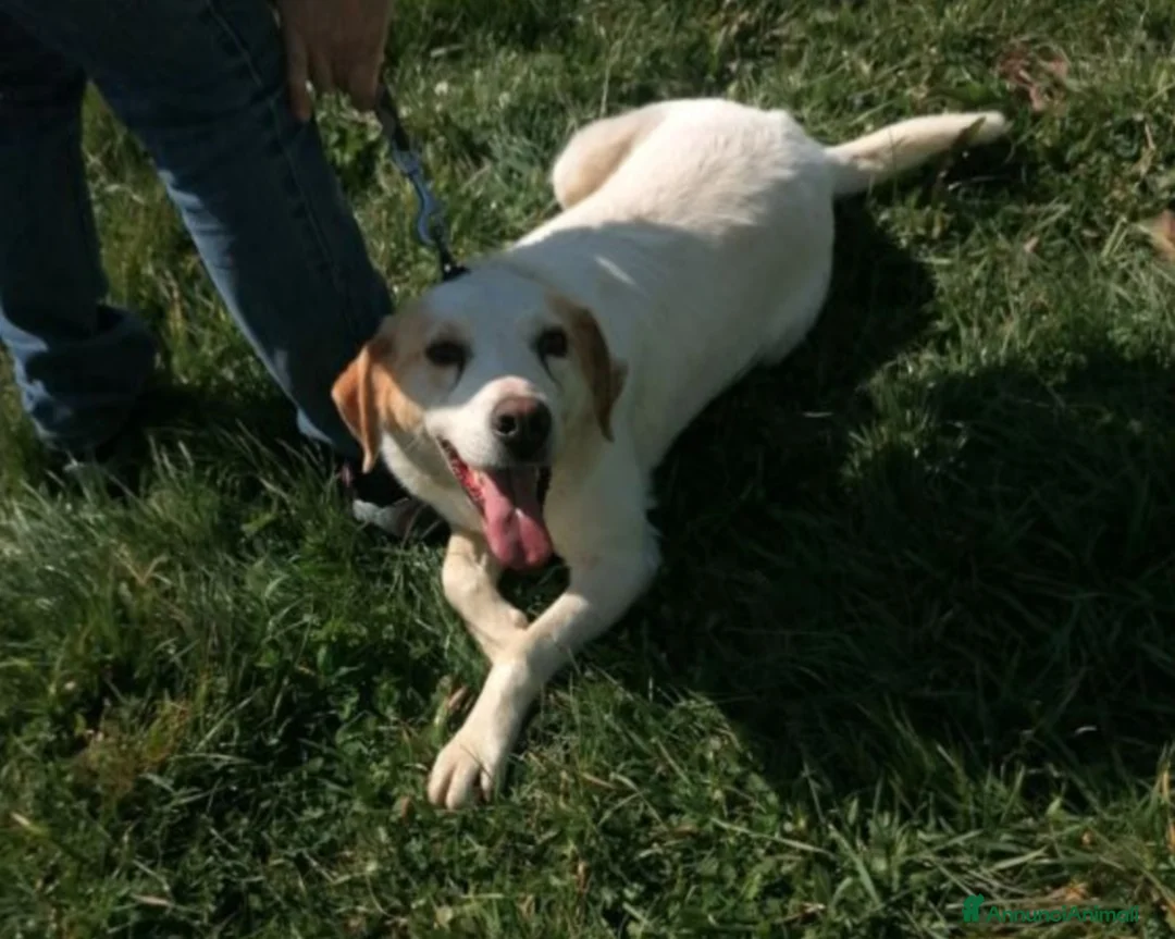 Meticcio cani in regalo: LALO, argento vivo misto a dolcezza  a Latina - Annuncio 1