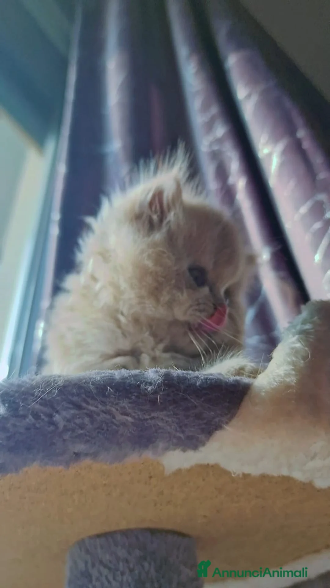 Scottish gatti in vendita: Scottish Fold e Straight  - Annuncio 2