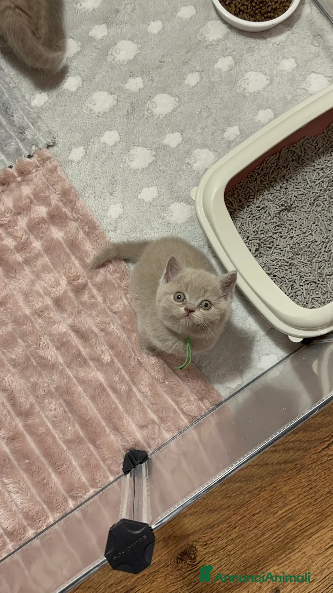 British gatti in vendita: Cucciolata color Lilac - Annuncio 2