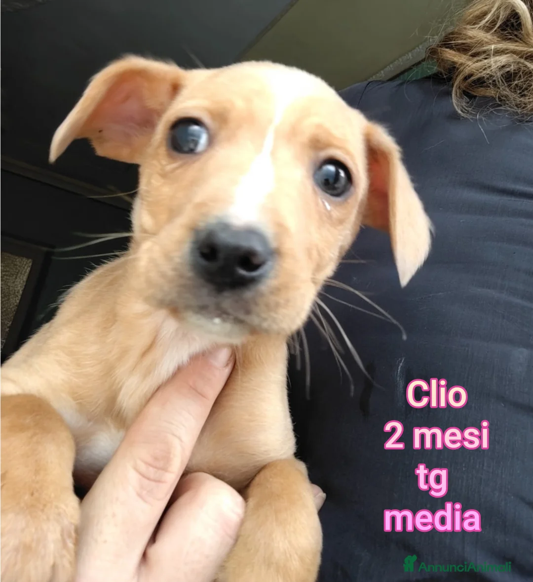 Meticcio cani in regalo: CUCCIOLI ESCLUSI E SOLI! - Annuncio 3