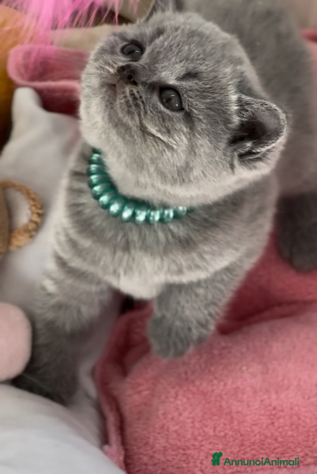 Immagine della galleria {{count}}