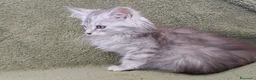 Maine Coon gatti in vendita: Maine coon femmina con pedigree ENFI anche libero  - Annuncio 4