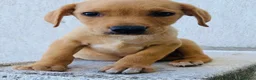 Meticcio cani in regalo: Cuccioli 2 mesi e mezzo taglia media - Annuncio 6