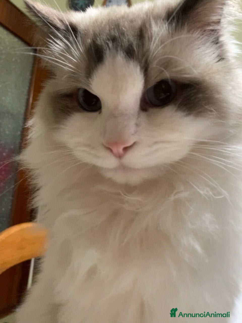 Ragdoll gatti Splendidi Ragdoll da accoppiamento - Annuncio 2